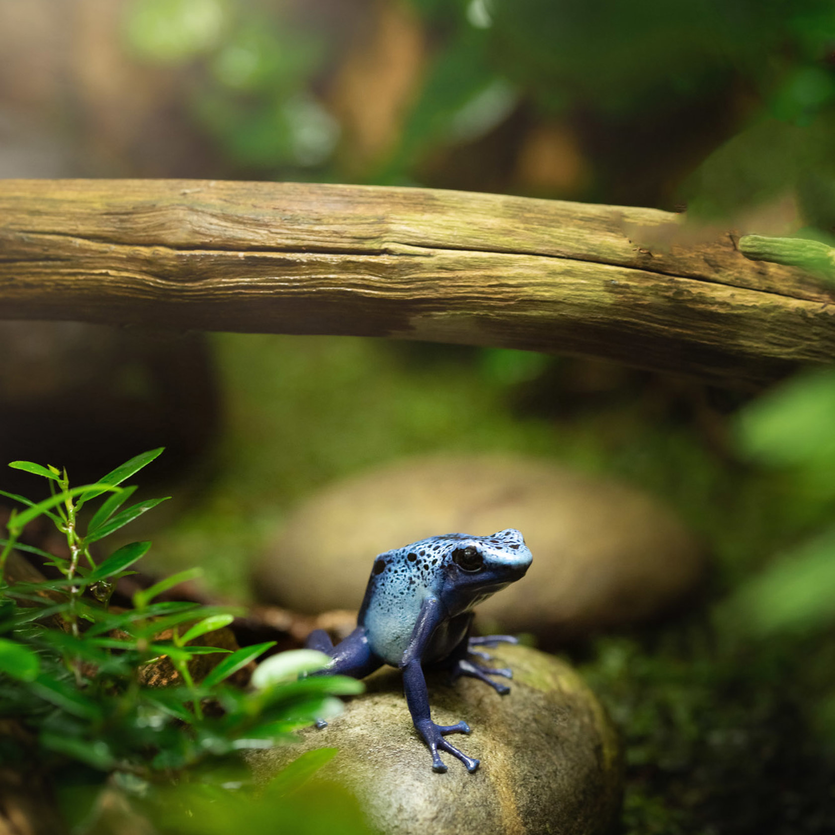 Blue Poison Frog 2021 05