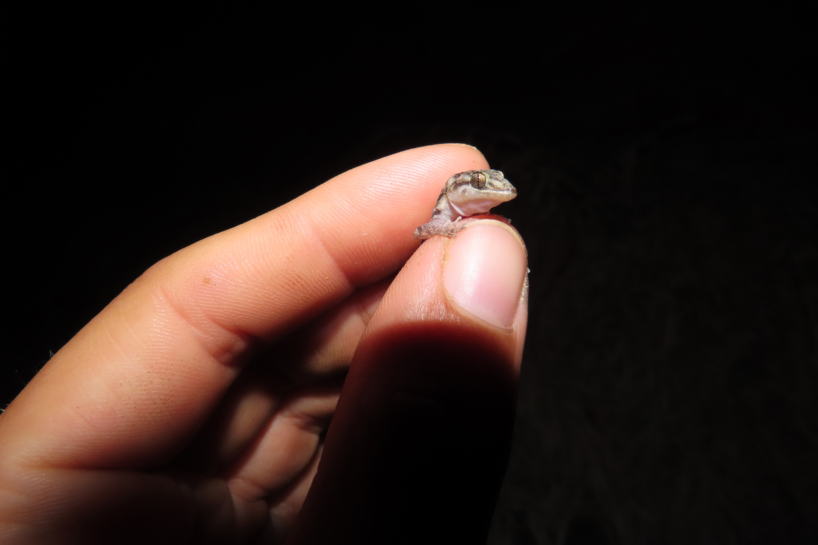 Lesser Night Gecko CHECK CREDIT Katie Bickerton