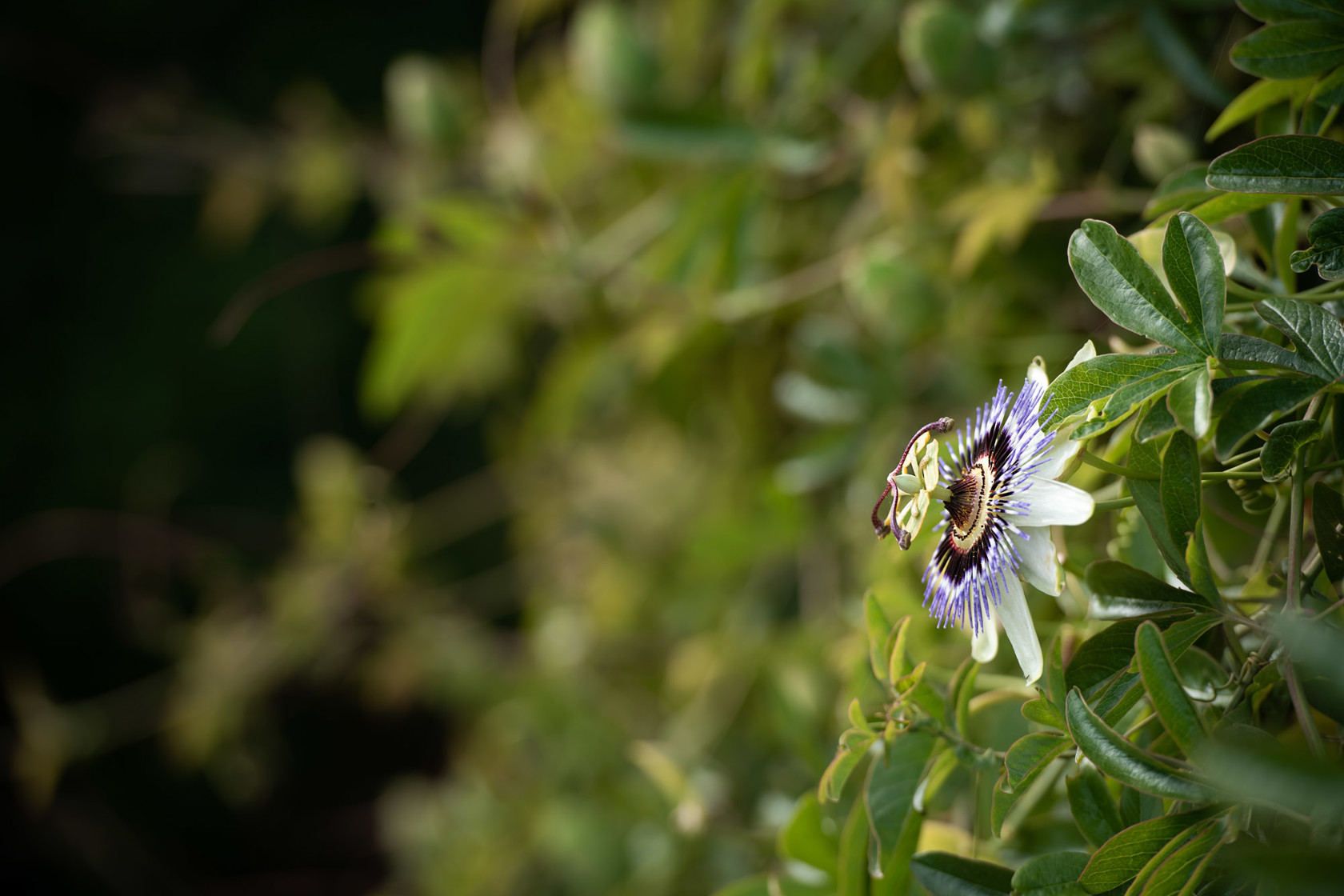 Zoo Flora 2021 21