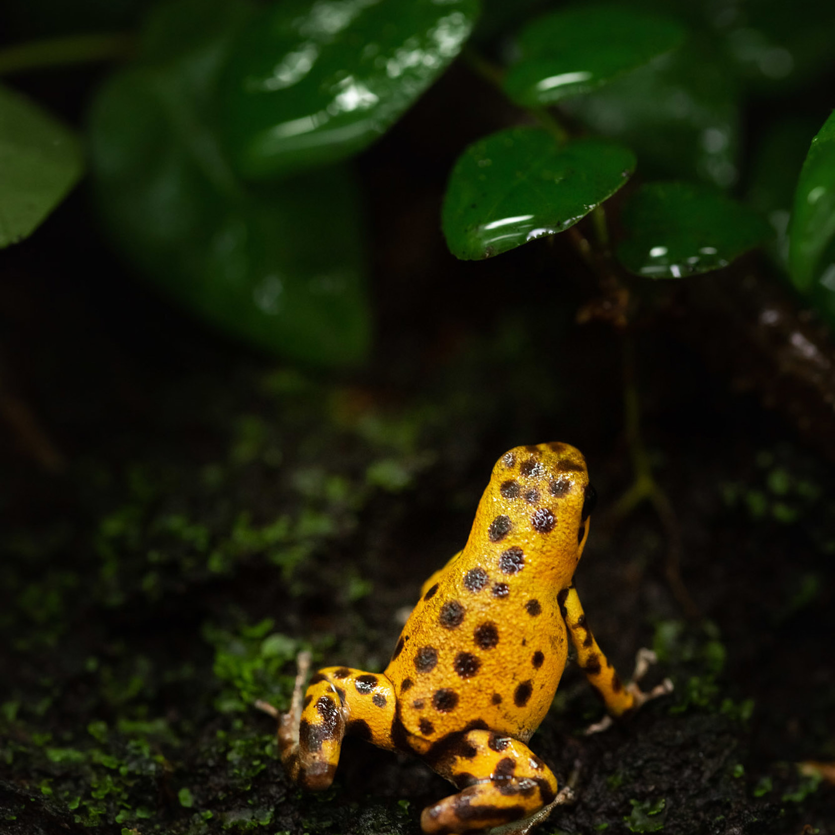 Strawberry Poison Frog 2021 05