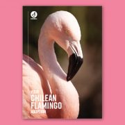 Dwct Adoptions Flamingo3 180X180