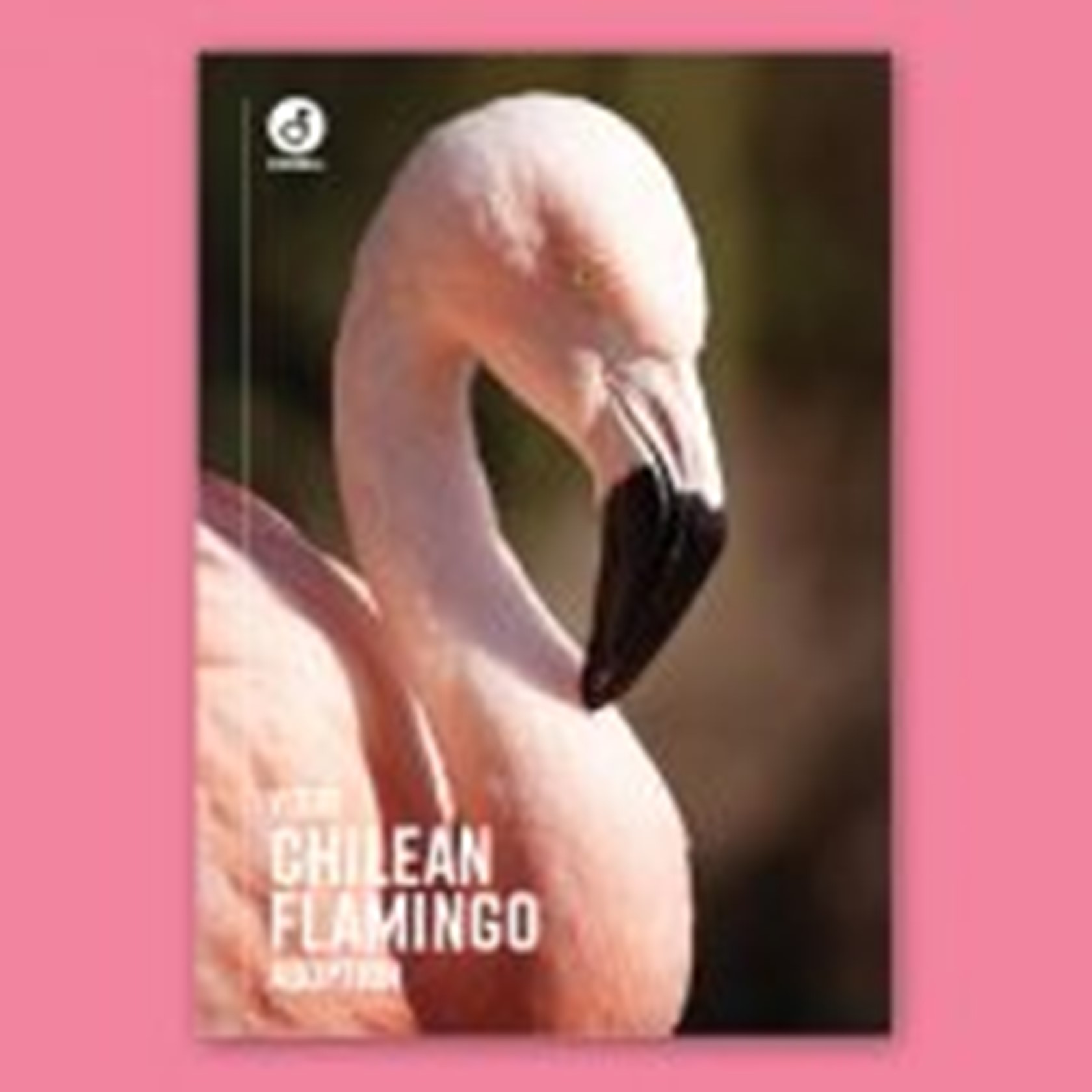 Digital Adoption - Chilean flamingos