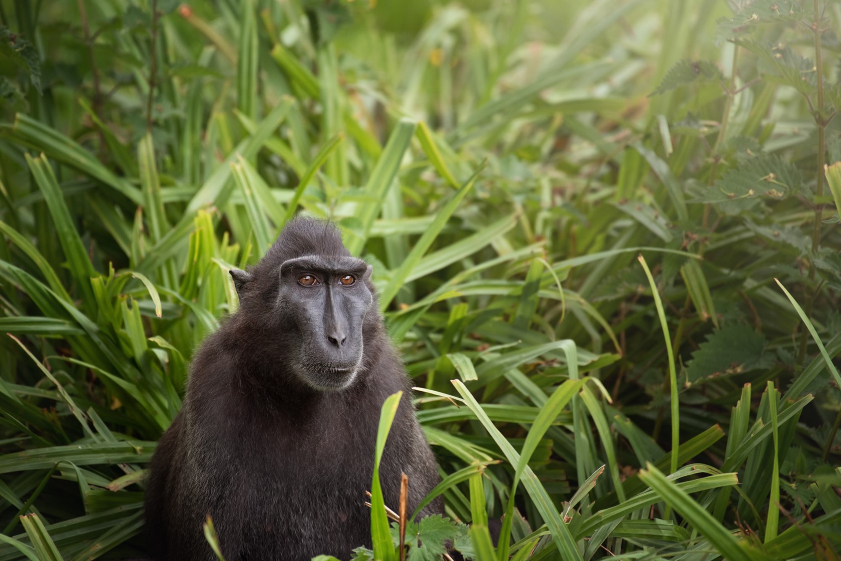 Sulawesi Crested Macaque 2021 05
