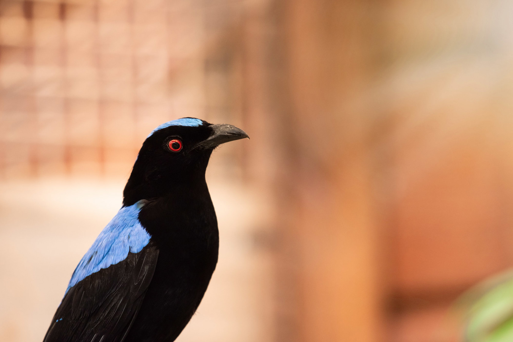 Asian Fairy Bluebird 2021 01