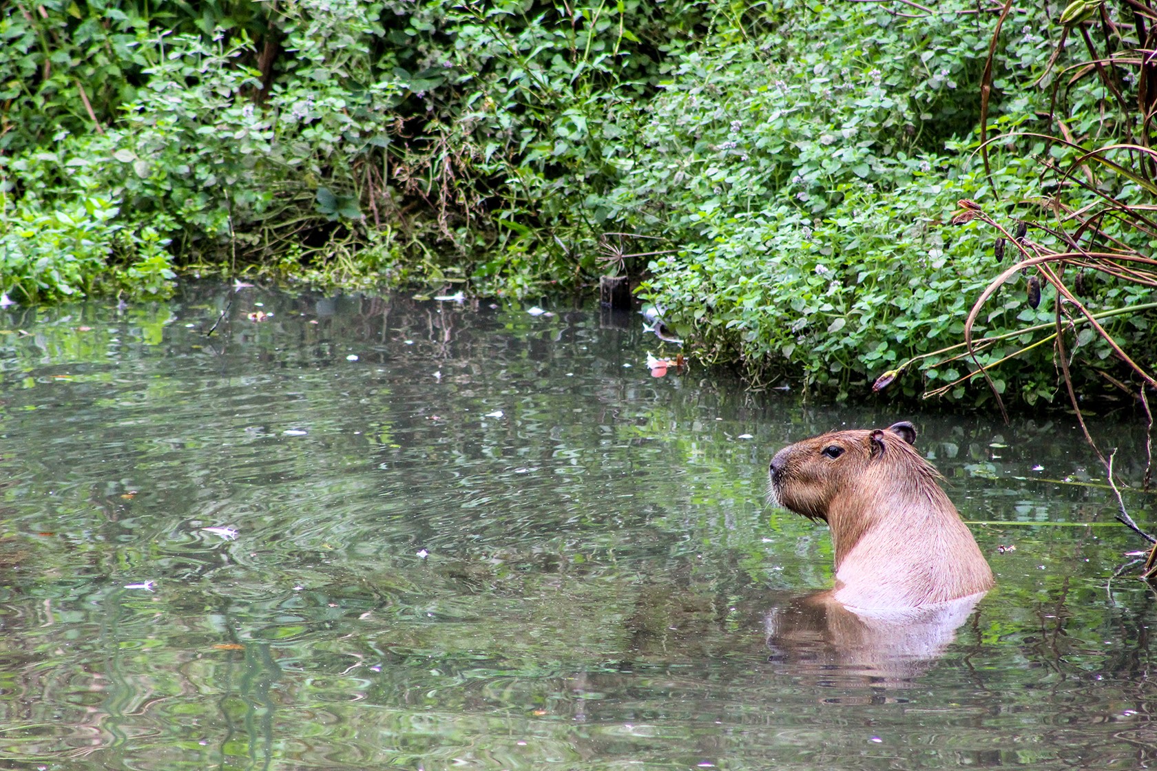 Capybara Encounter - Jungle Island