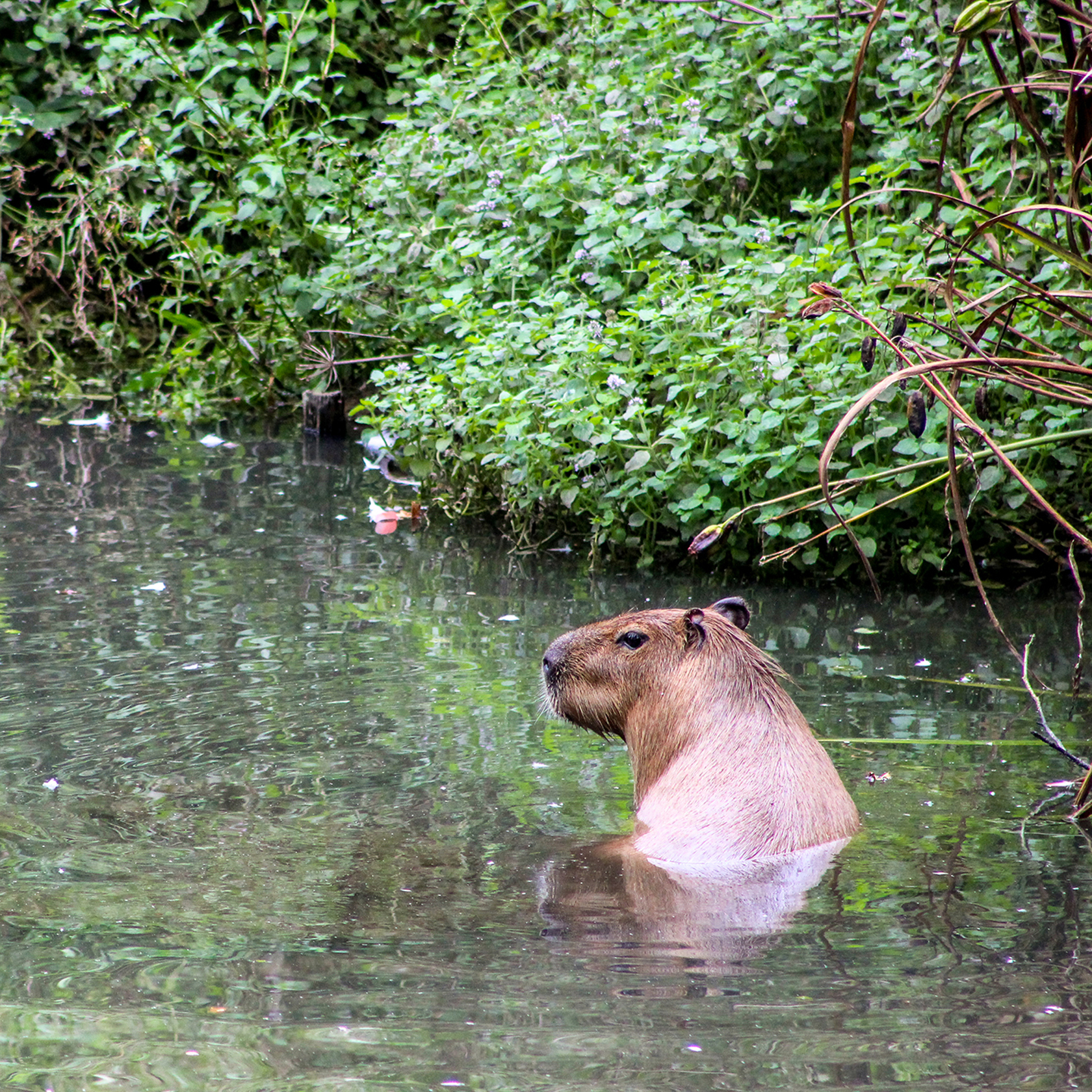 Capybaras14
