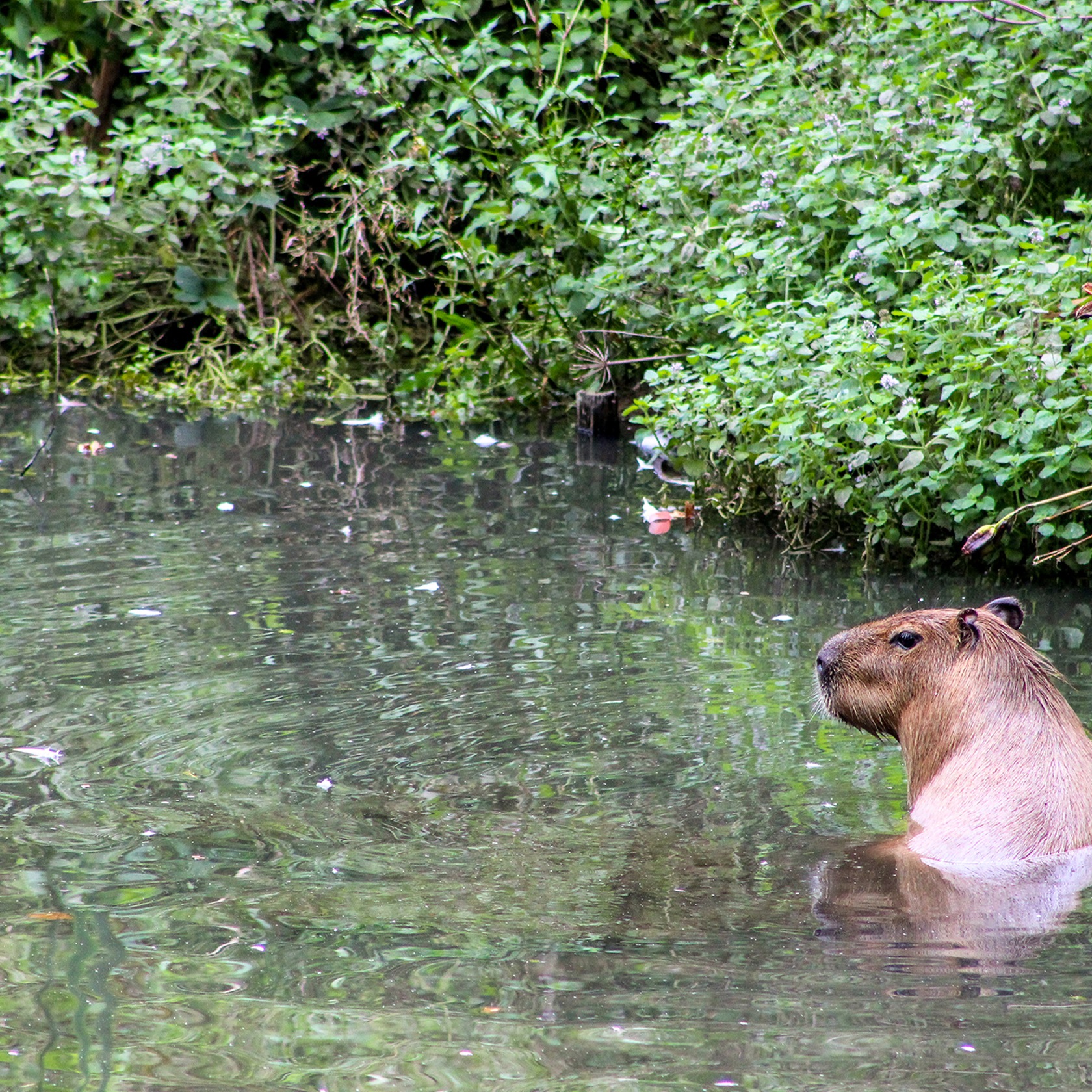 Capybaras14