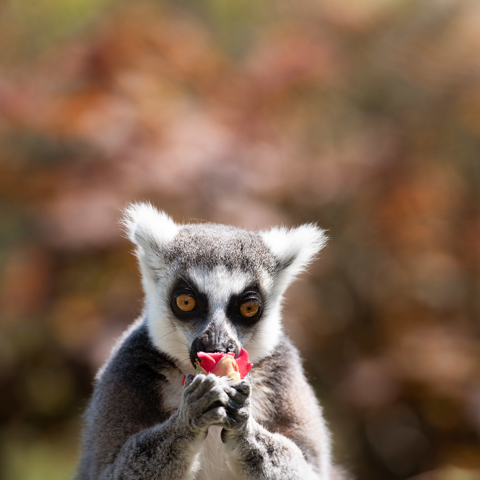 Ring Tailed Lemur 2021 10