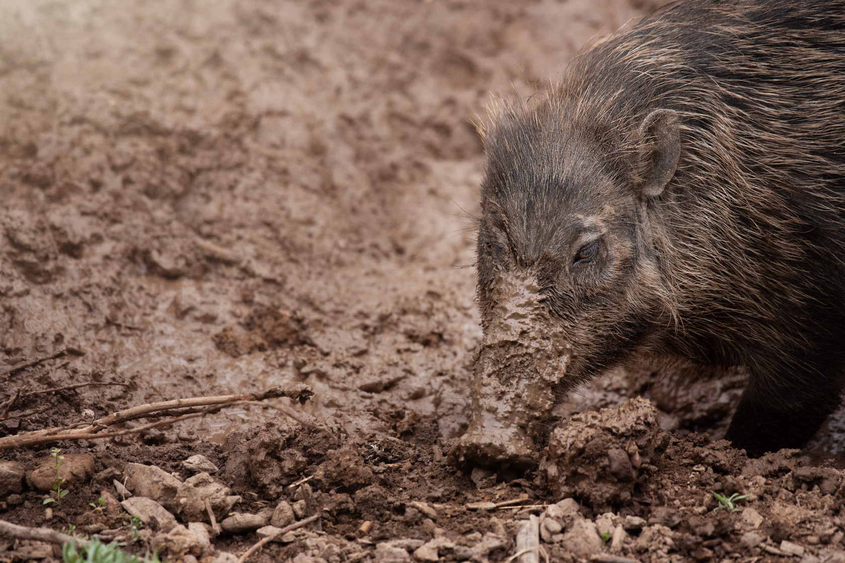 Visayan Warty Pig 2021 07 2