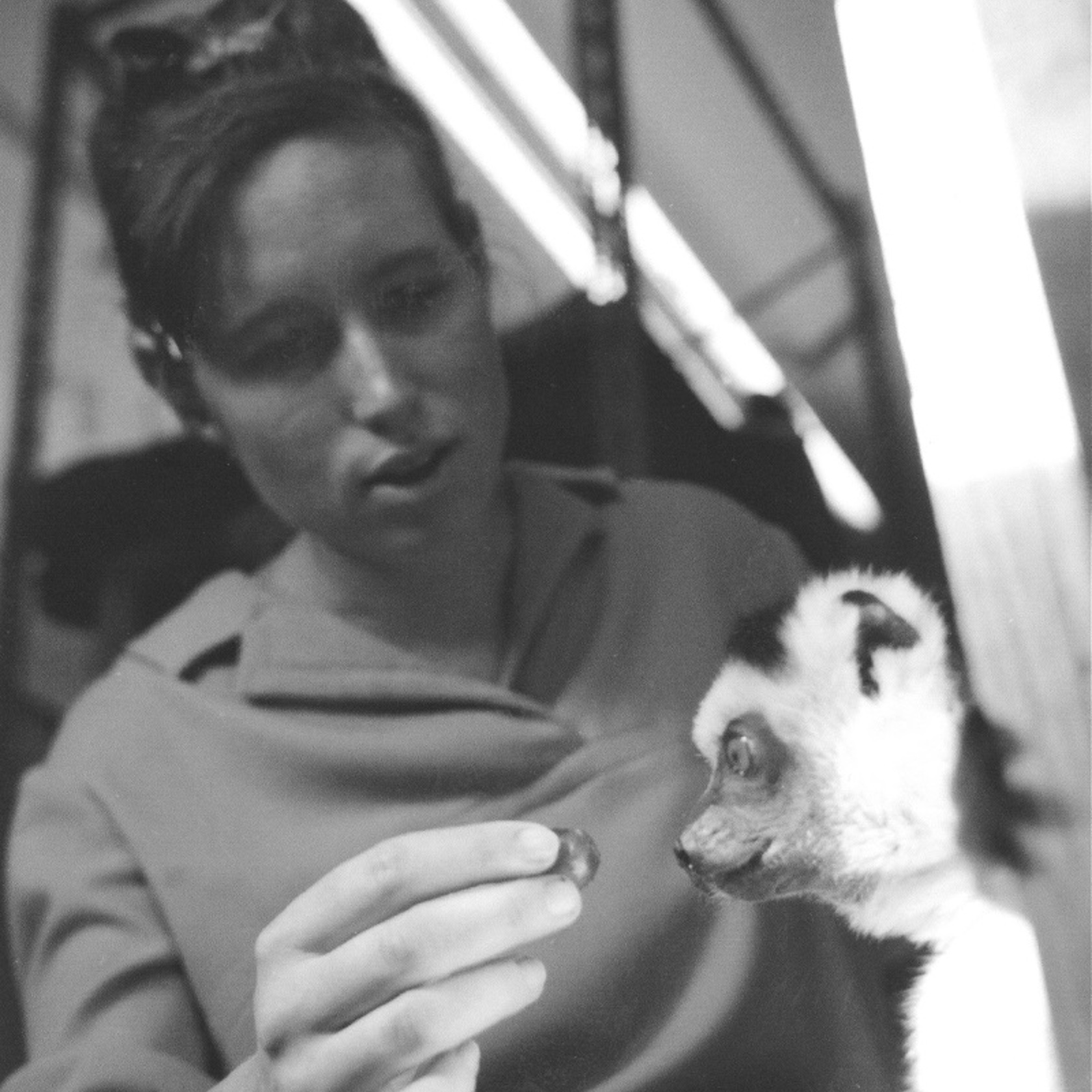 1961 Circa Alison At Yale With Sifaka 2 Kate Mackay (1)