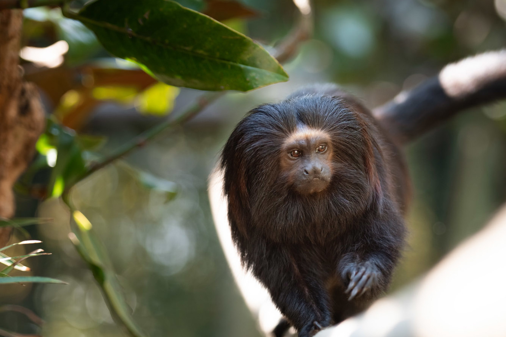Black Lion Tamarin 2021 08