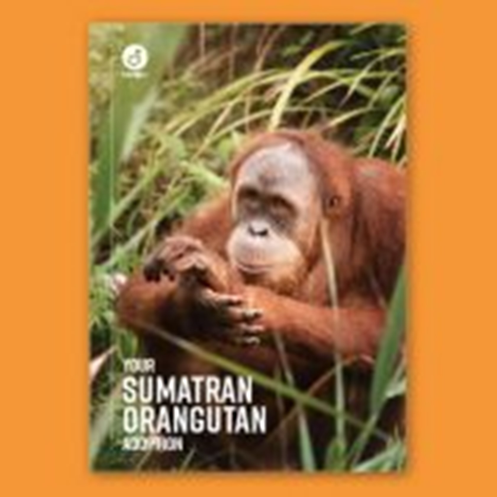 Digital Adoption - Sumatran orangutans