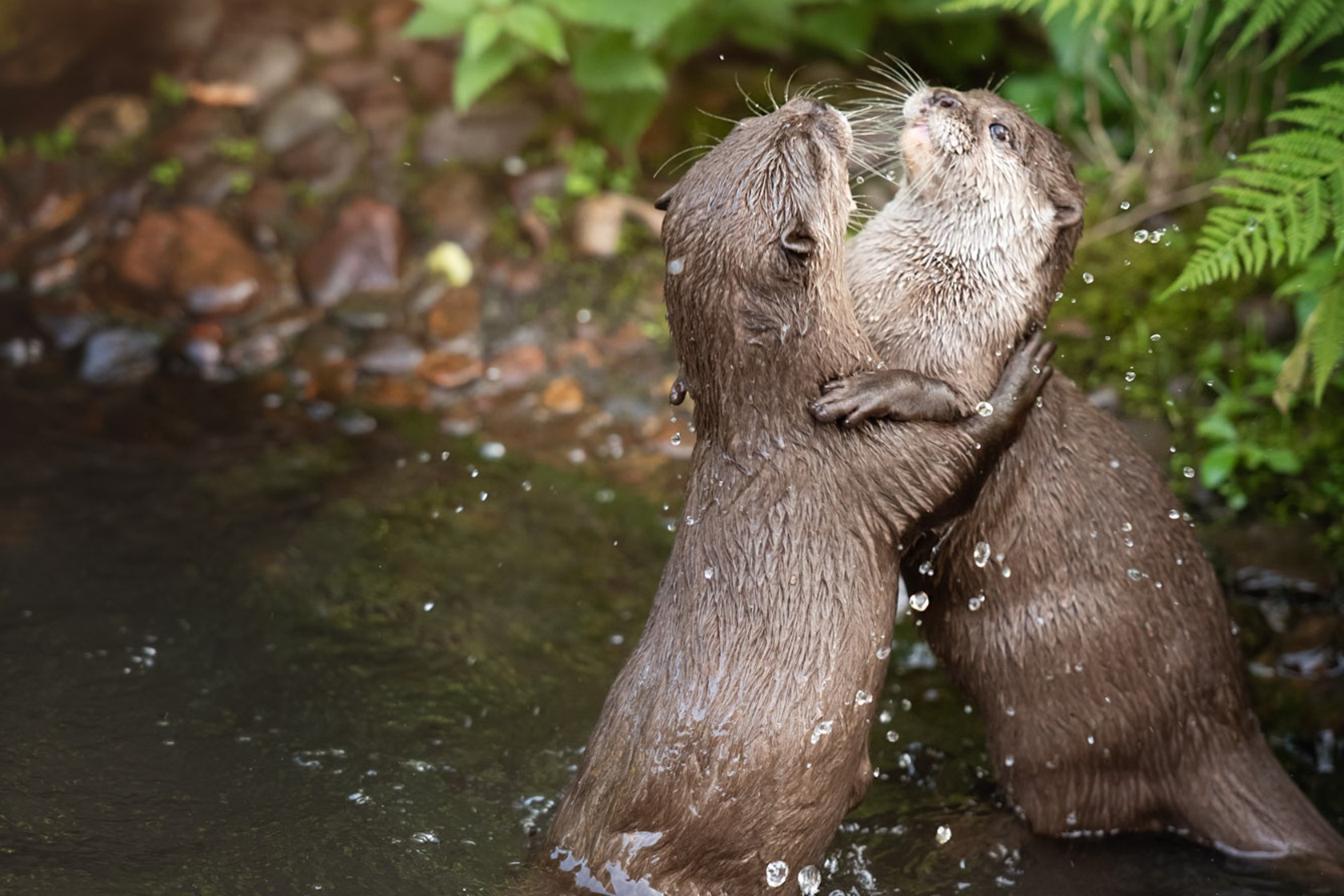 Two Asian Small Clawed Otters embracing in a stream