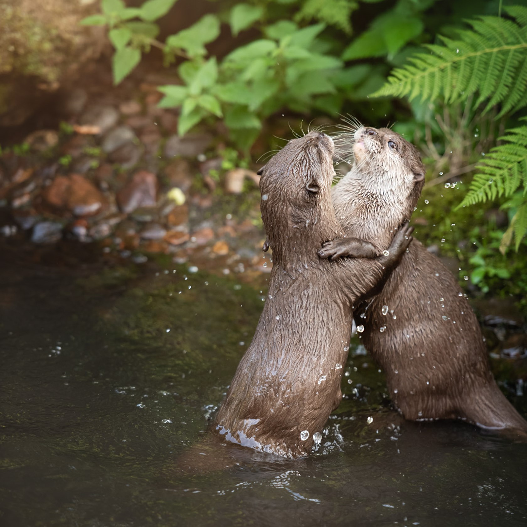 Two Asian Small Clawed Otters embracing in a stream