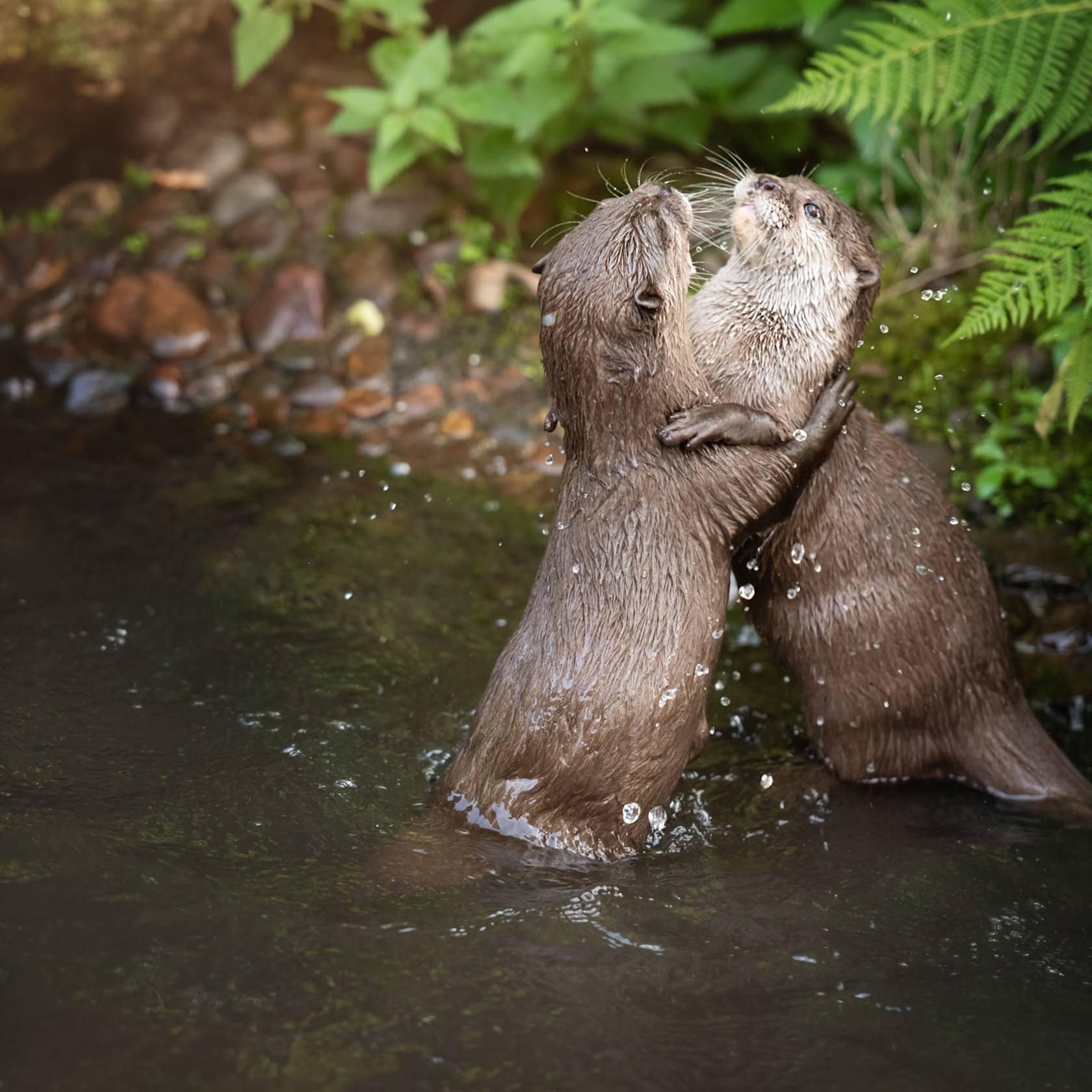 Two Asian Small Clawed Otters embracing in a stream