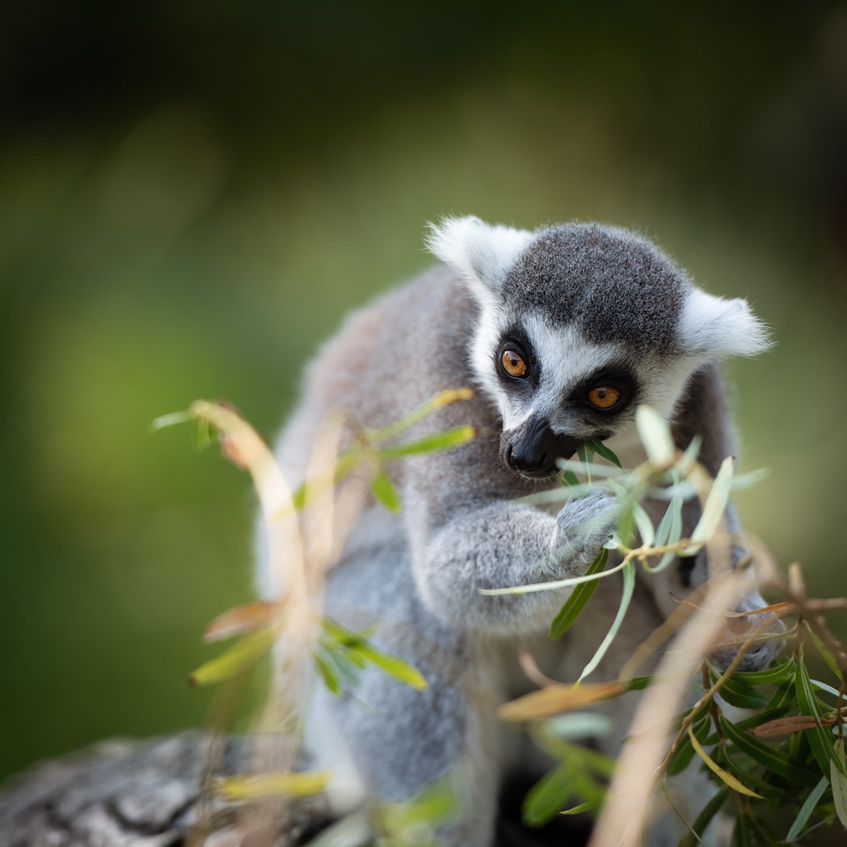 Ring Tailed Lemur 2020 03
