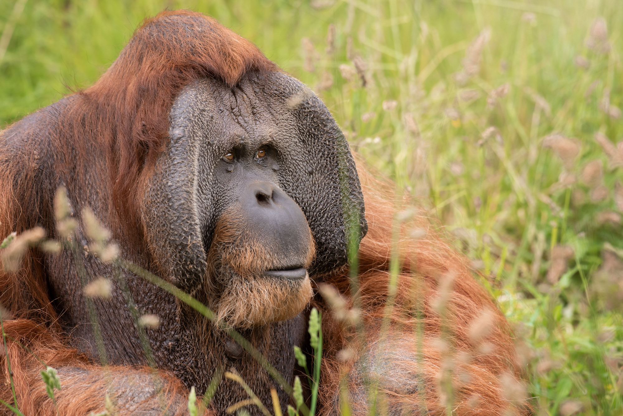 Sumatran Orangutan 2021 08