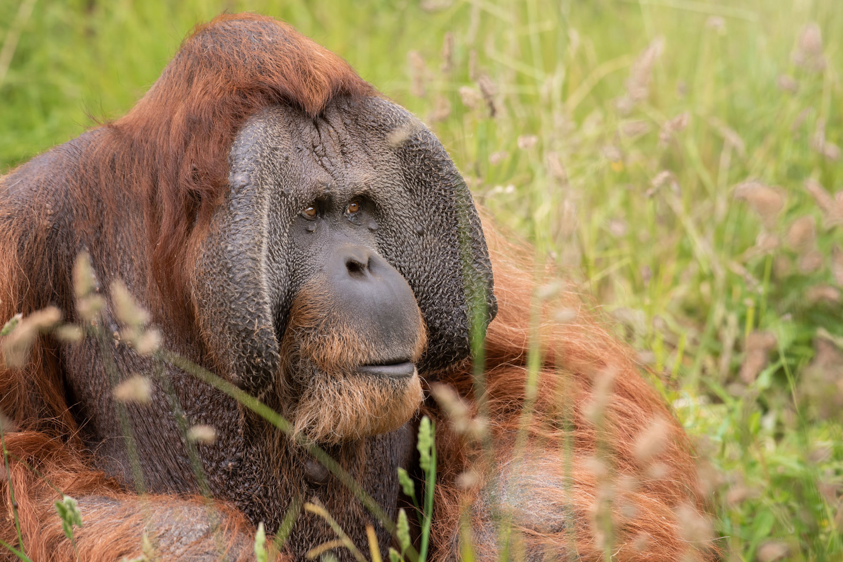 Sumatran Orangutan Dagu at Jersey Zoo