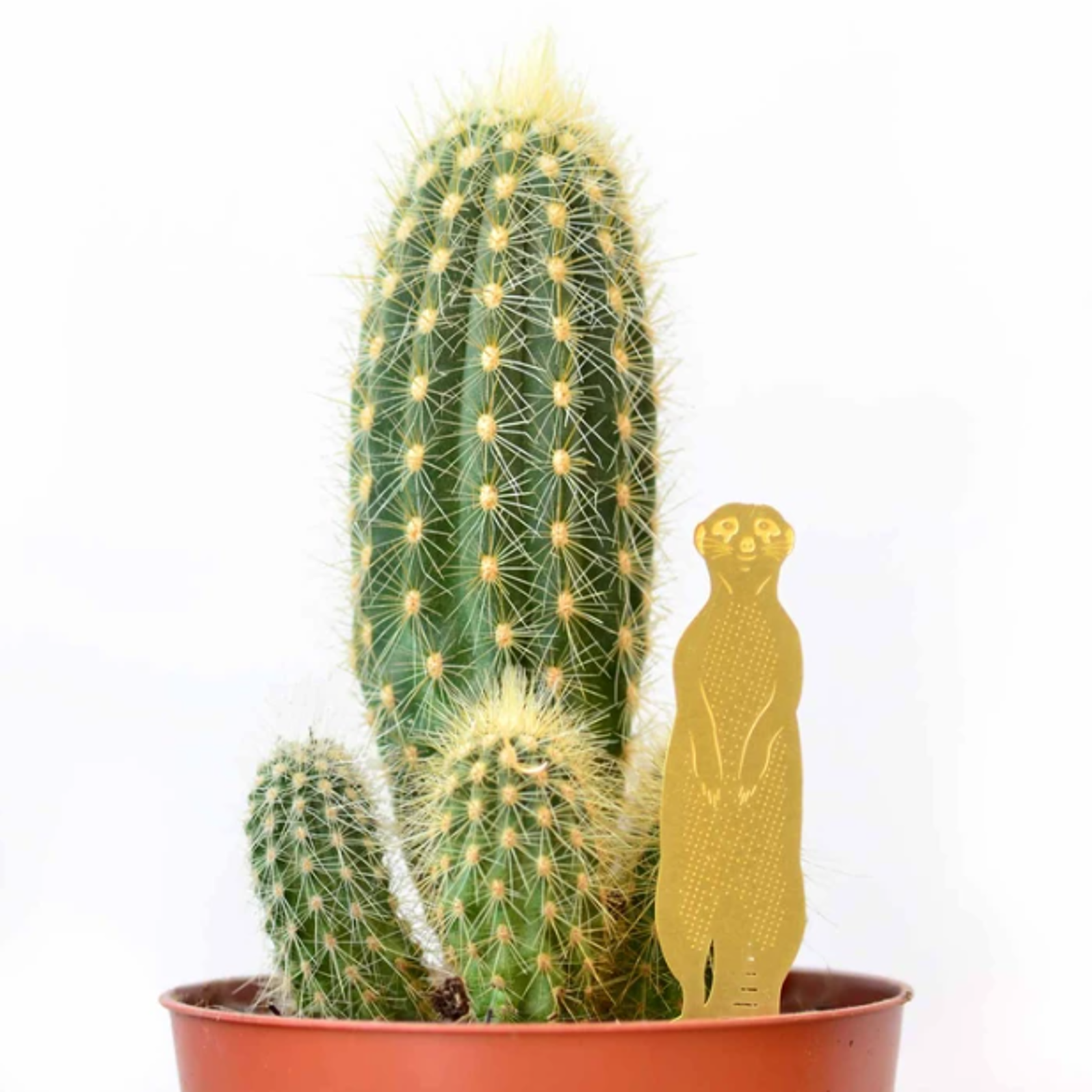 Meerkat Plant Animal