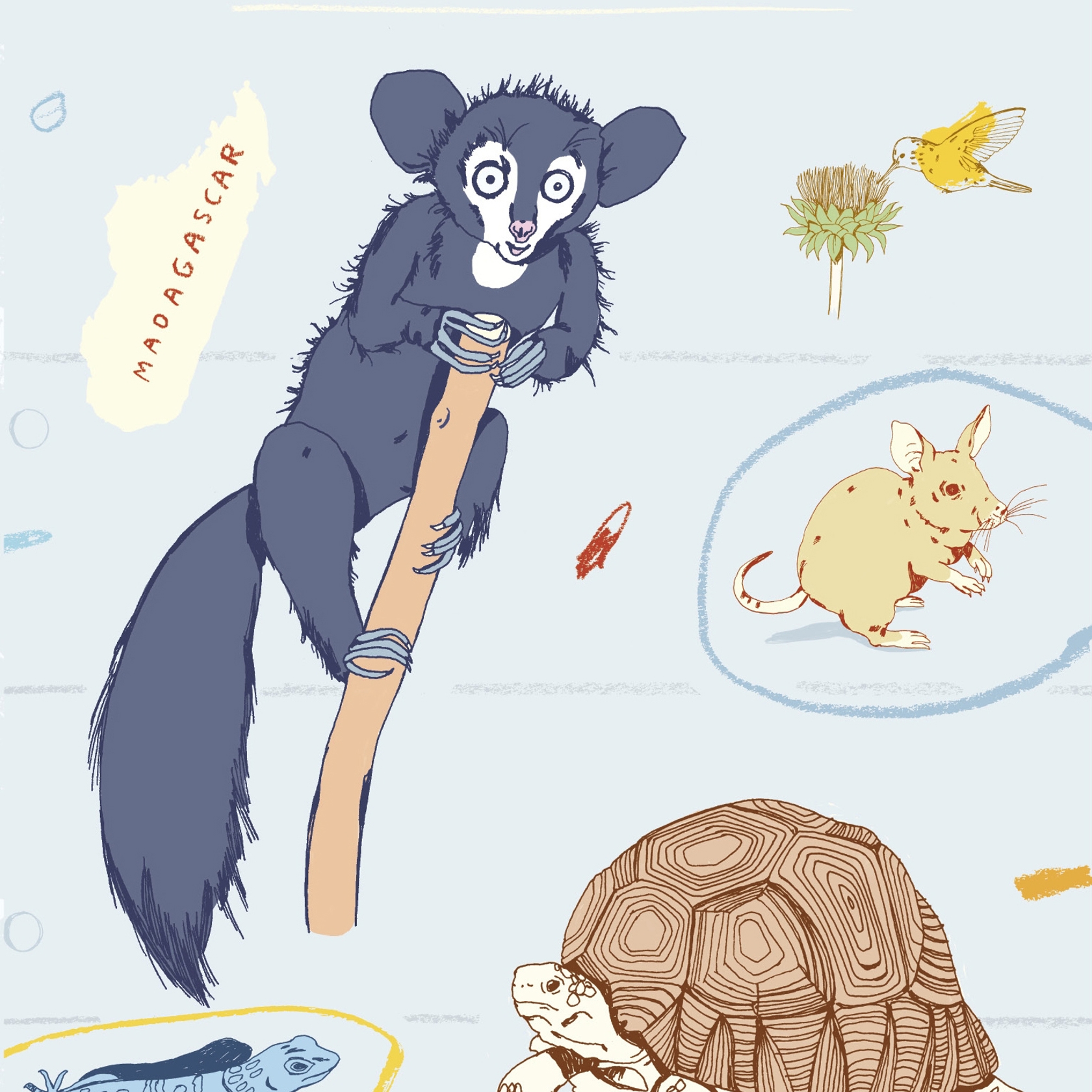 The Aye-Aye And I