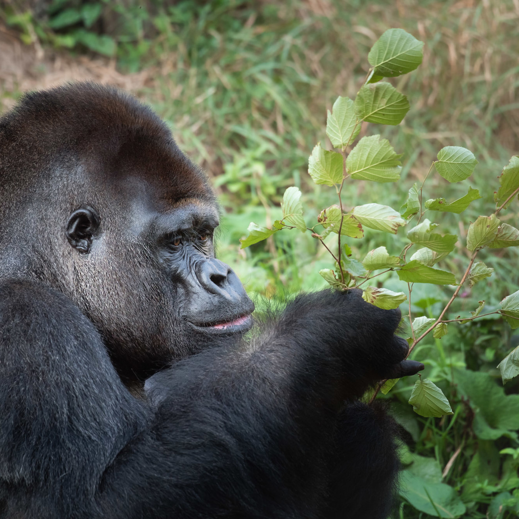 Western Gorilla 2020 07