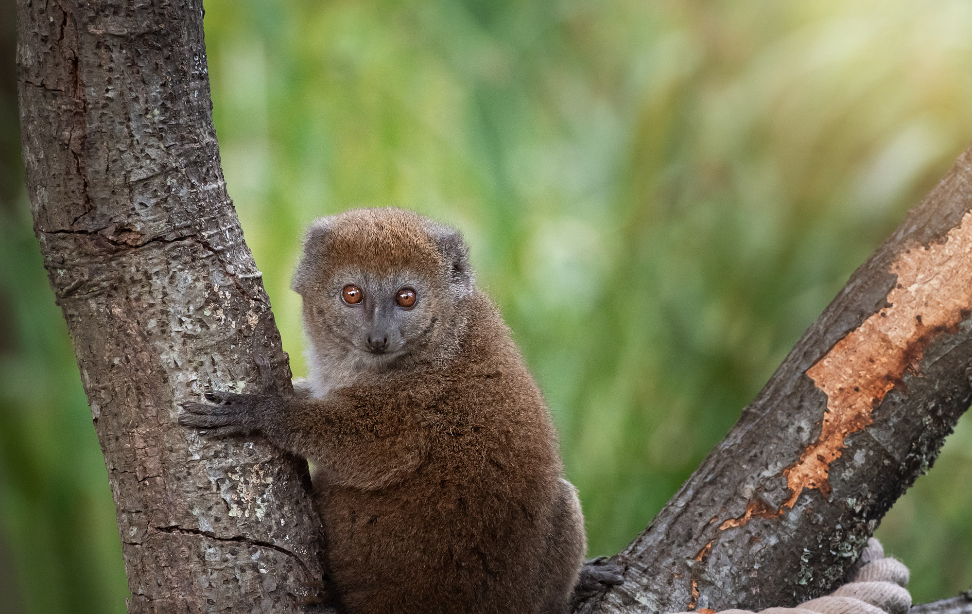 Umbraco.Cms.Core.Models.MediaWithCrops`1[Website.Models.Image]