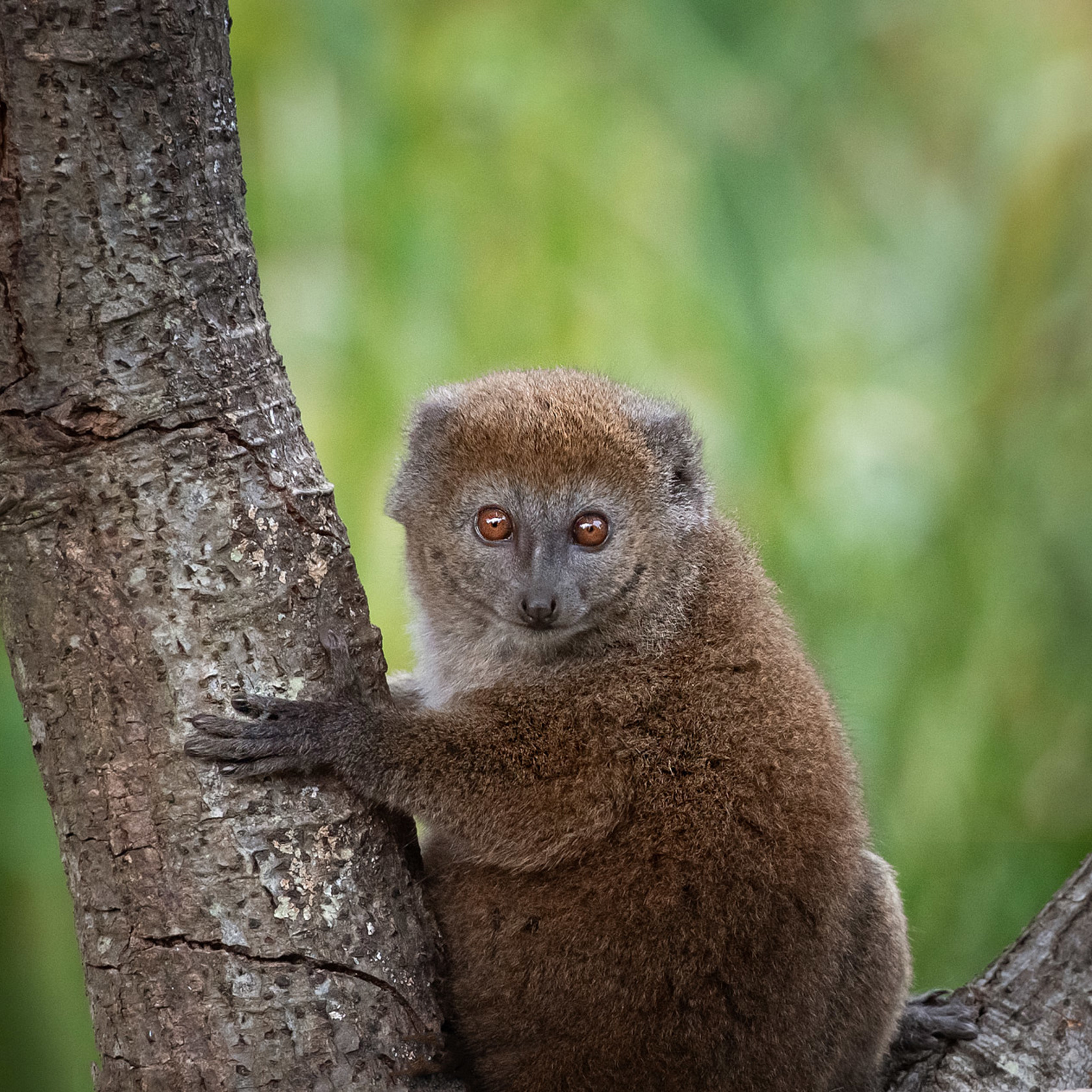 Alaotran Gentle Lemur 2020 05