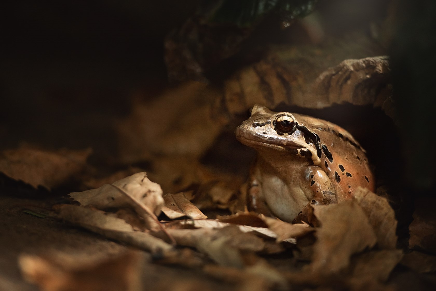 Mountain chicken frog at Jersey Zoo