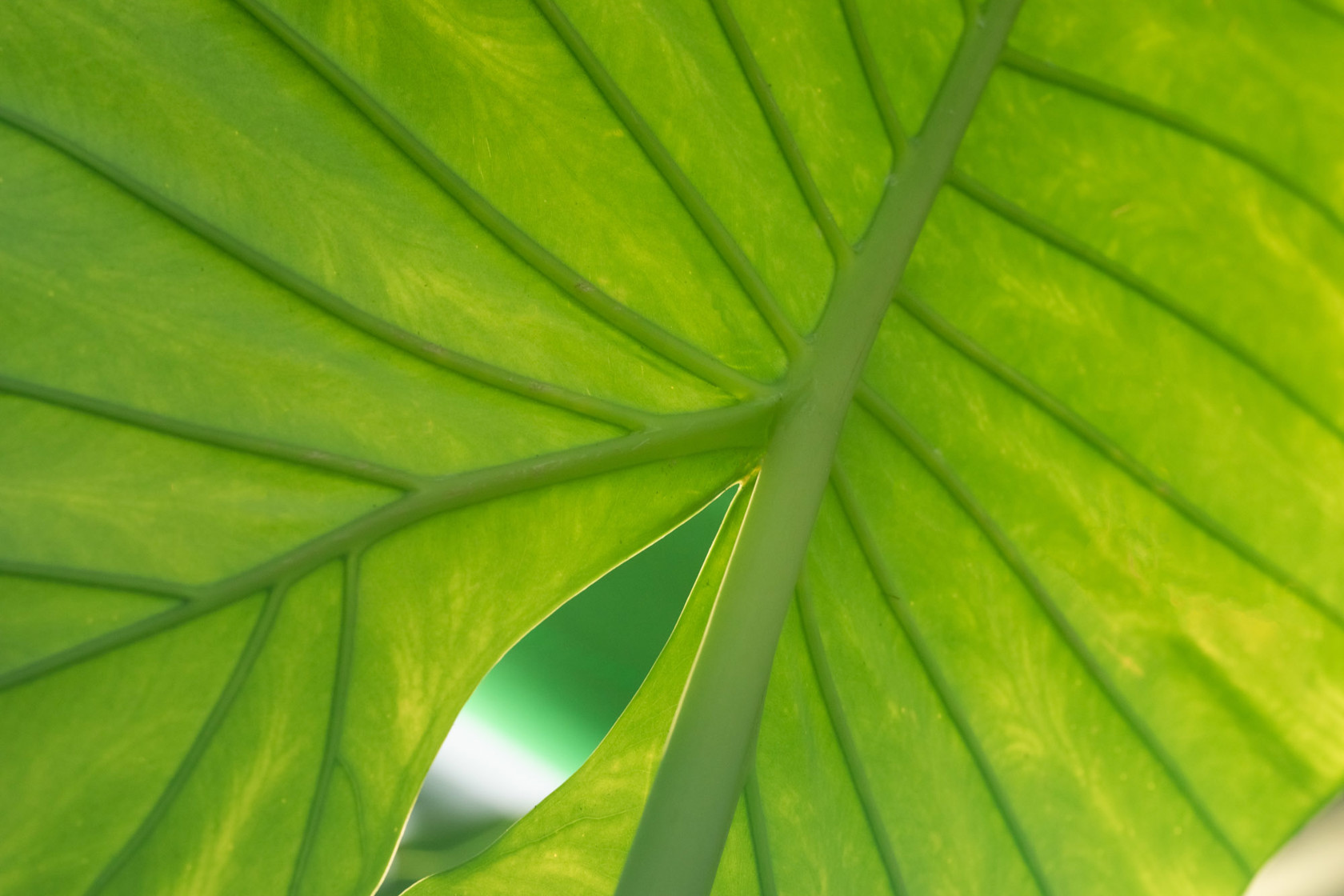 Zoo Flora 2021 02