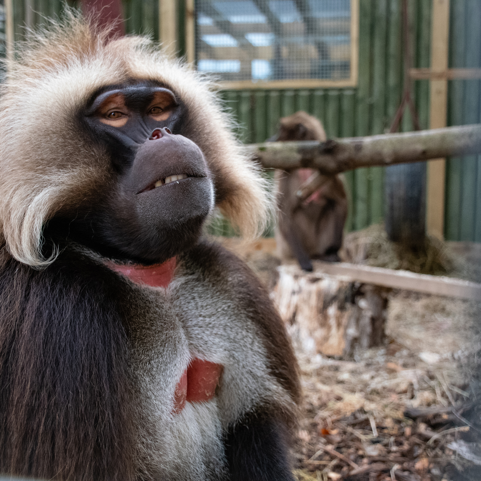 The Gelada Enclosure At Jersey Zoo Was Kindly Funded Through A Trust Grant