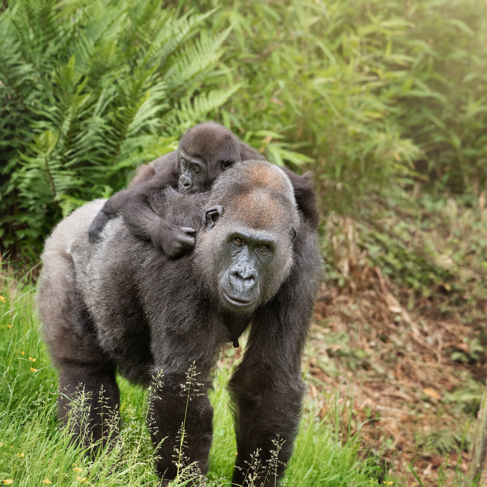 Western Gorilla 2021 07