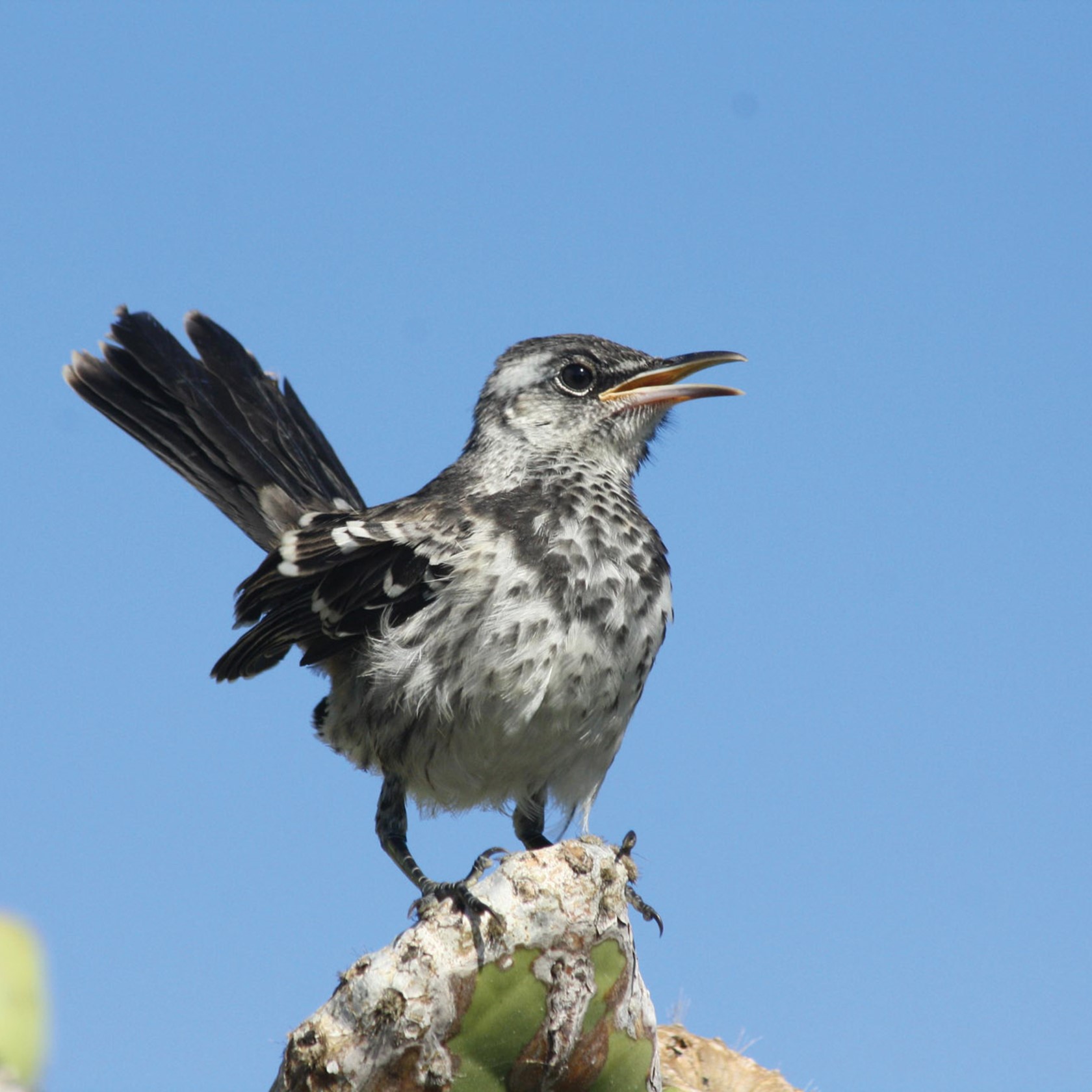 Floreana Mockingbird. Photo By Luis Ortiz Catedral (47)