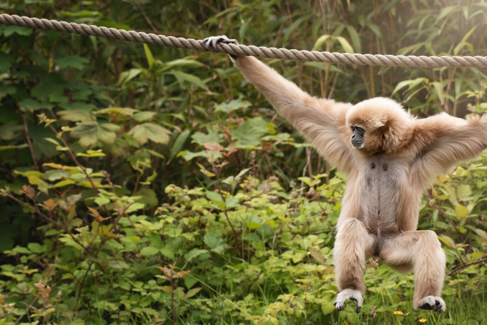Lar Gibbon swings across rope