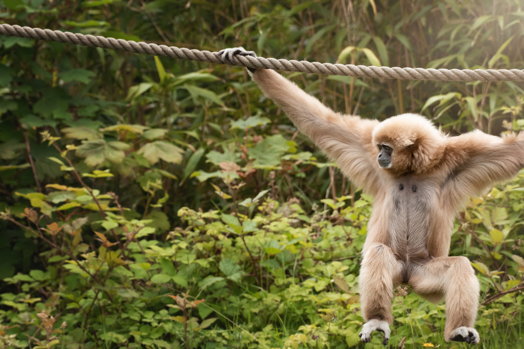 Lar Gibbon swings across rope