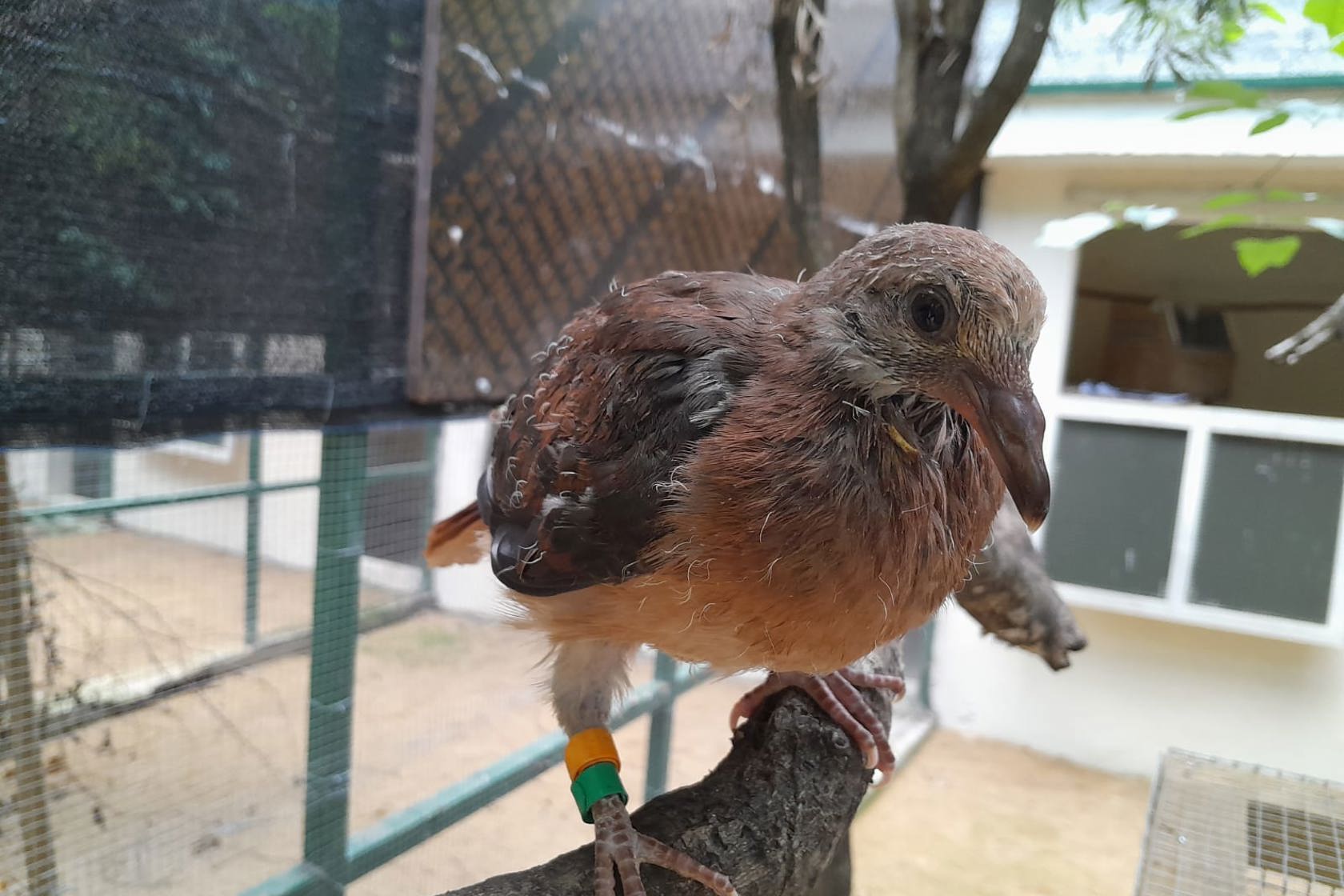 Harri's Trip To Mauritius Baby Pink Pigeon1