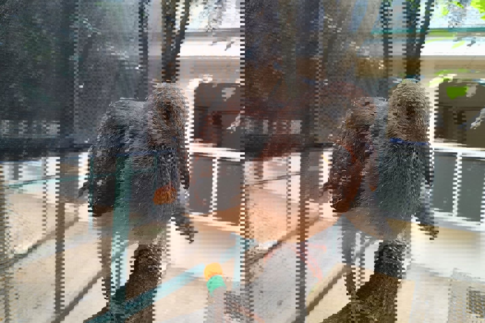 Harri's Trip To Mauritius Baby Pink Pigeon1