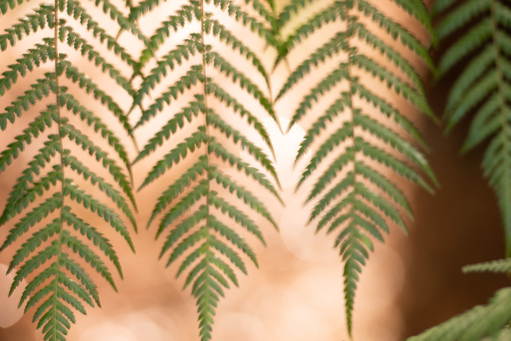 Zoo Flora 2021 16