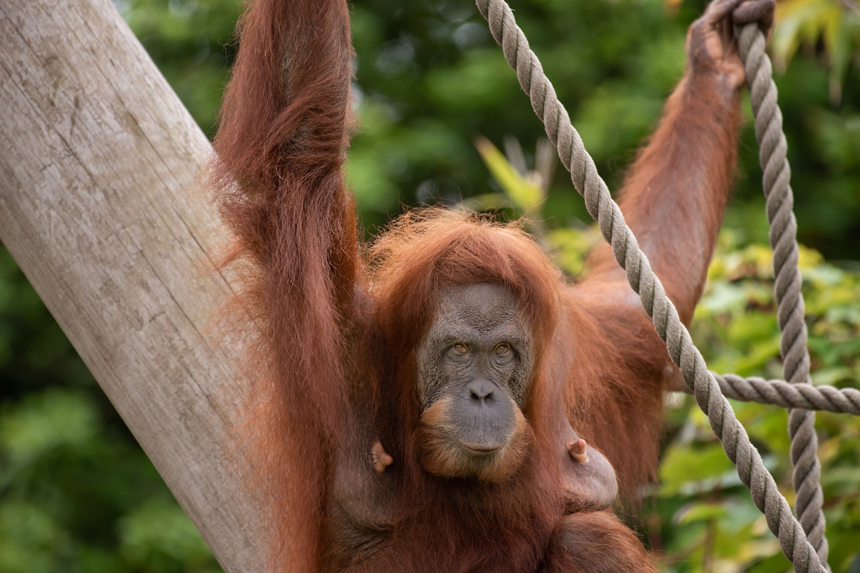 Sumatran Orangutan 2021 05