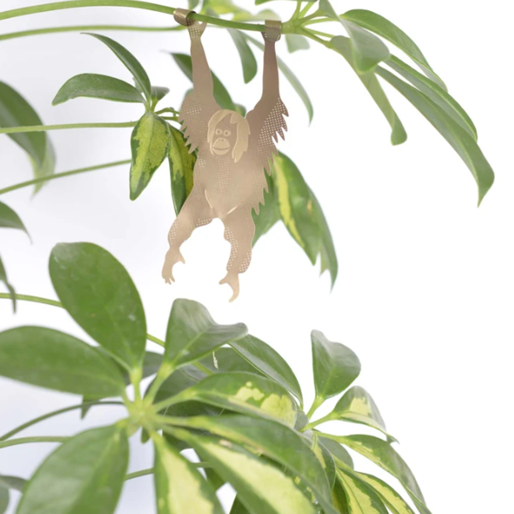 Orangutan Plant Animal