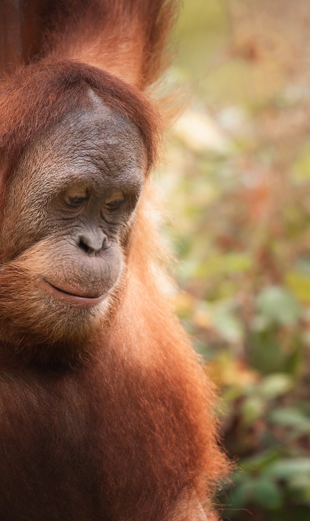 Sumatran Orangutan 2020 08