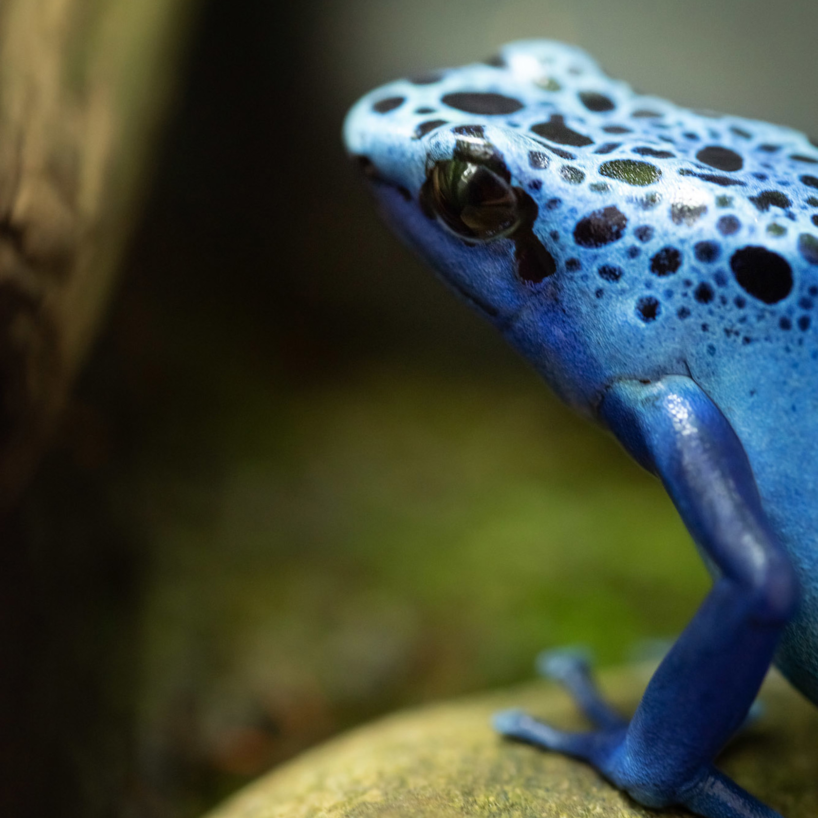 Blue Poison Dart Frog at Jersey Zoo