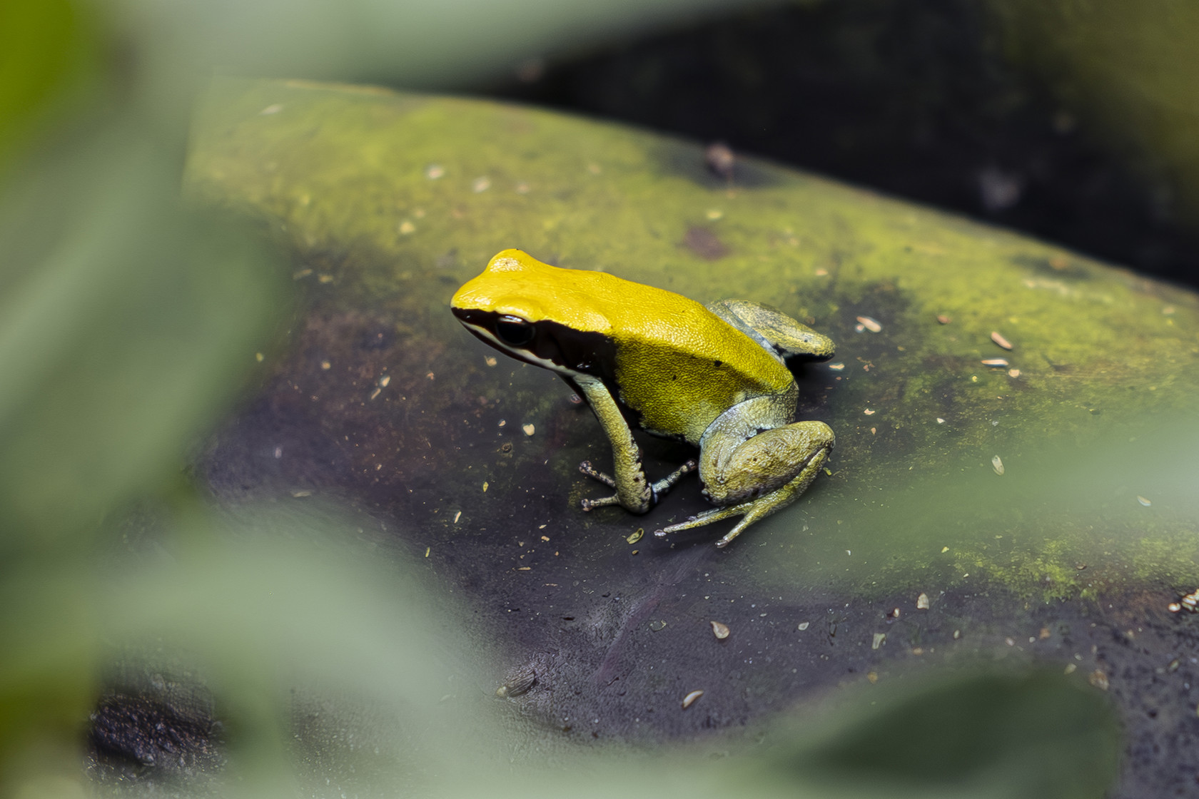 Green Mantella