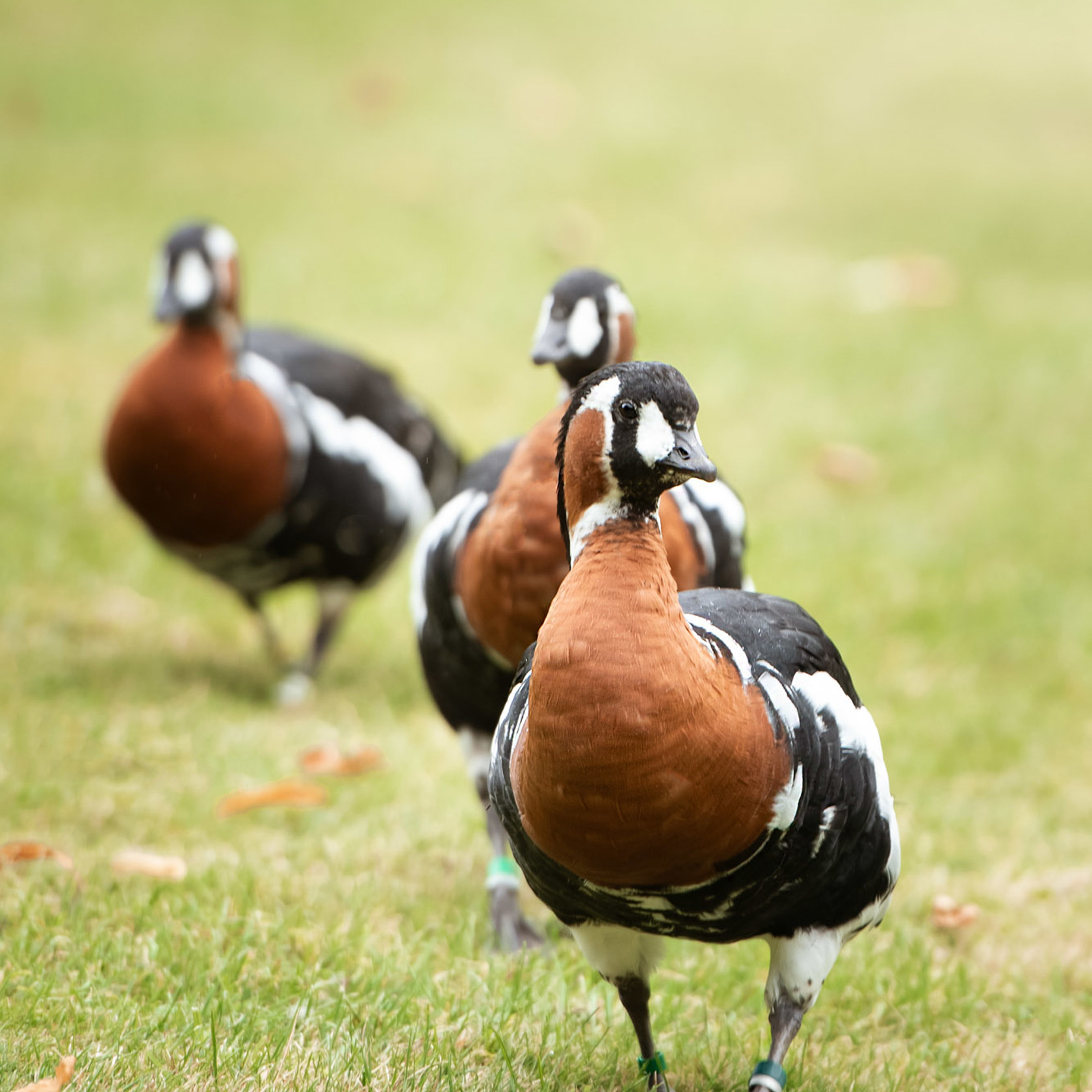 Red Breasted Goose 2021 03