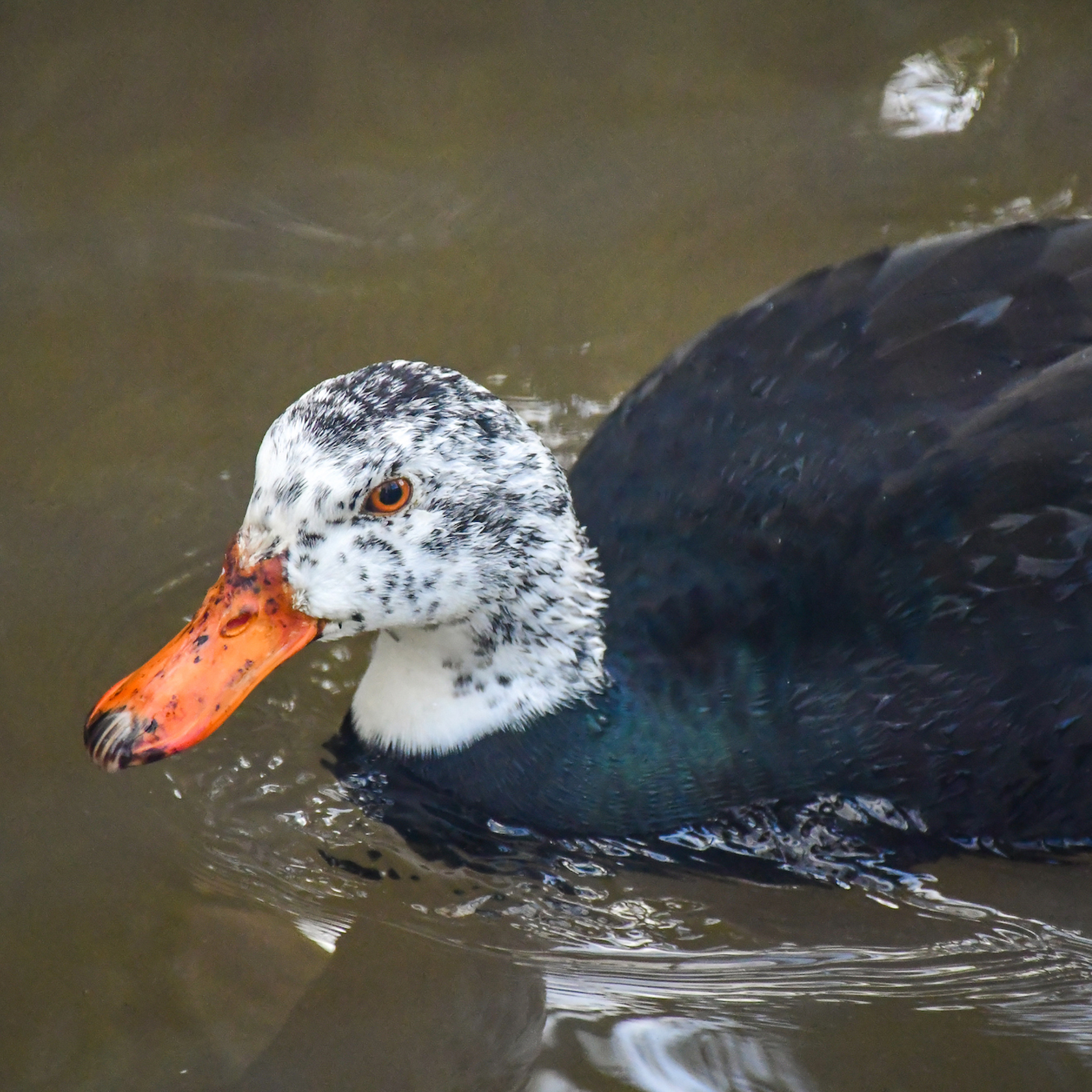 White Winged Duck Uplisted To CE 3001257
