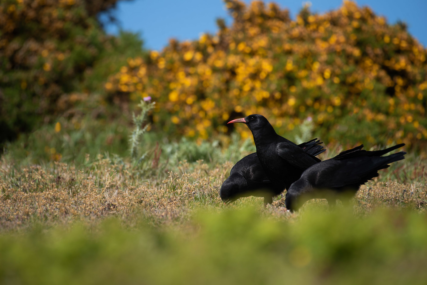 Three red-billed choughs in a field