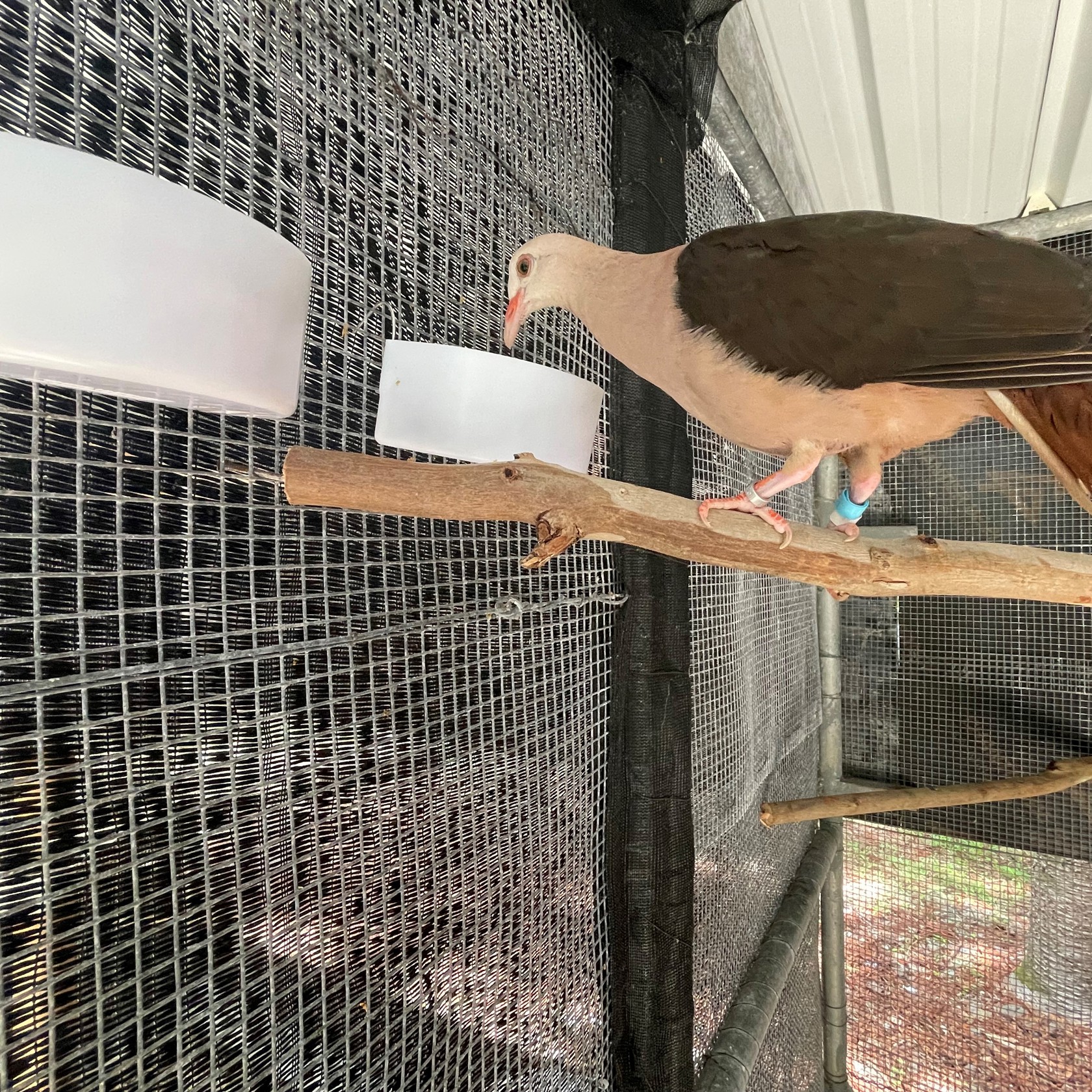 Eating In Quarantine