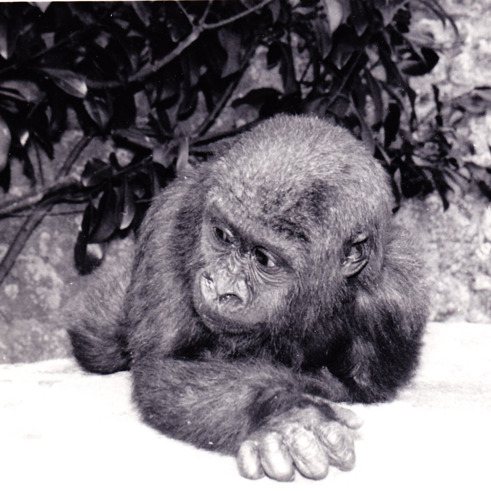 N'pongo (1)