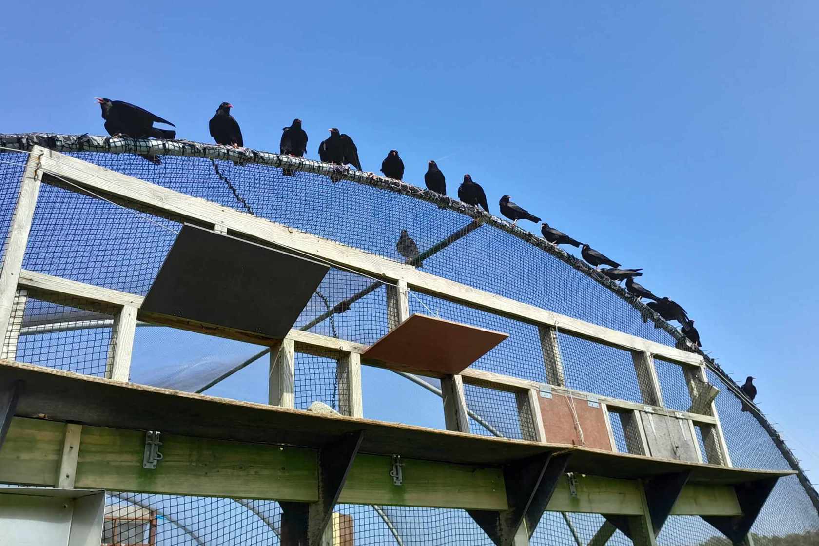 Choughs On The Aviary