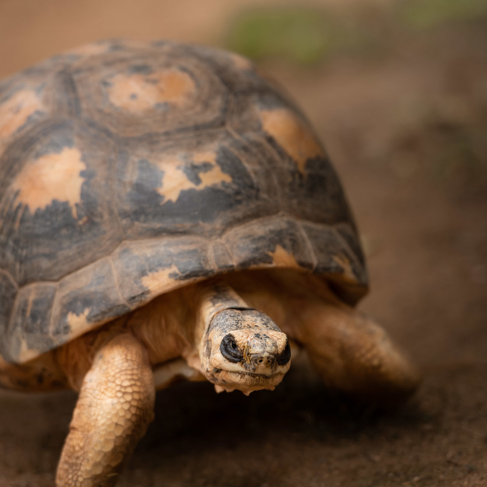 Radiated Tortoise 2021 04