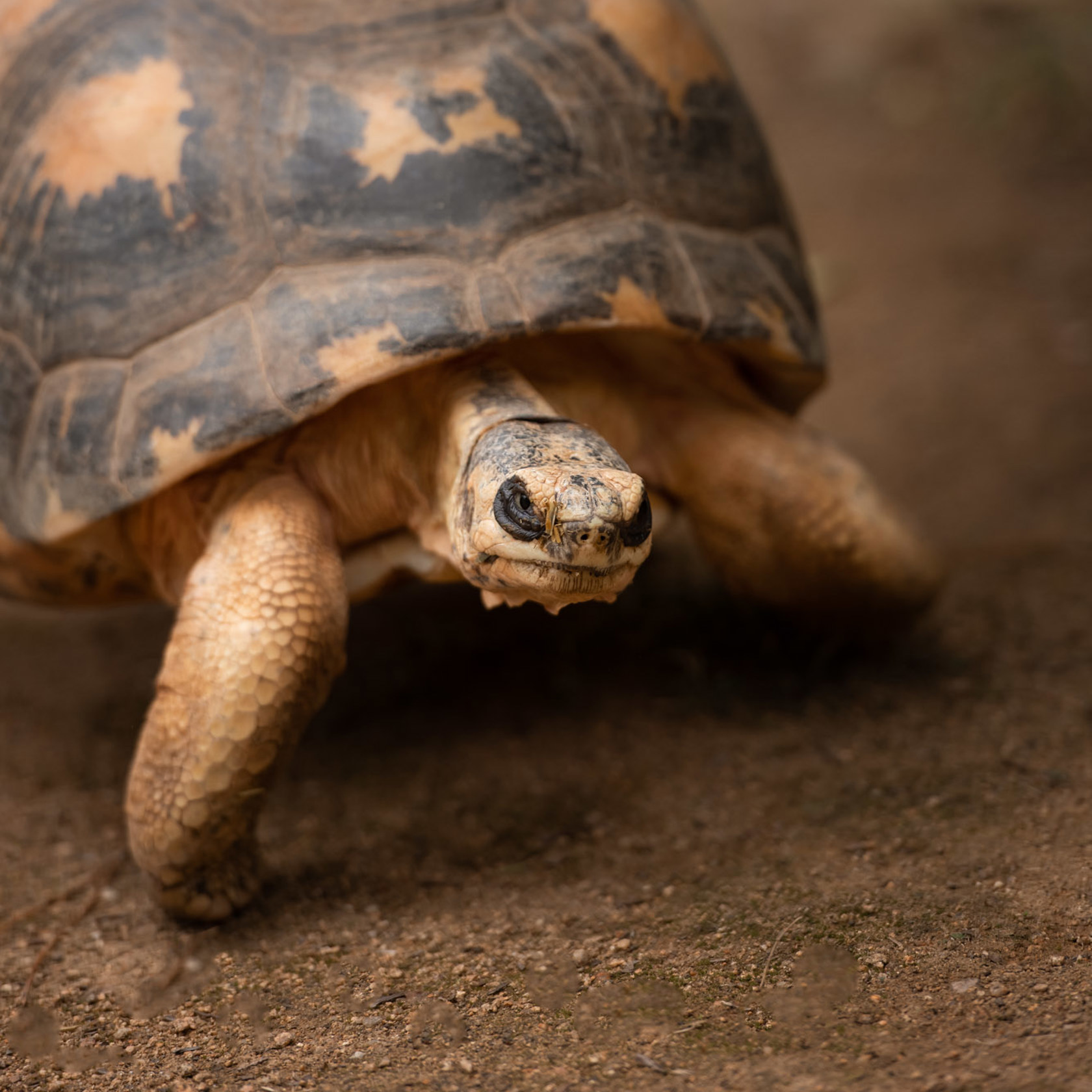 Radiated Tortoise 2021 04